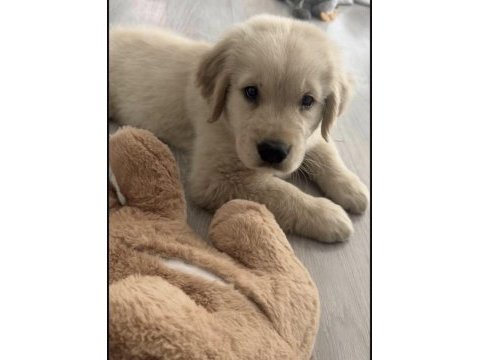 Golden retriever yavrusu