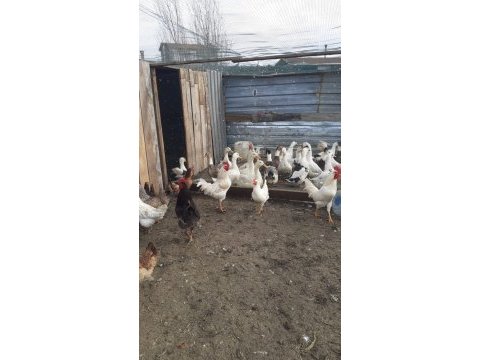 Ördek tavuk ve horoz
