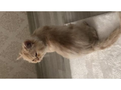 Çok uysal bir chinchilla kedisi