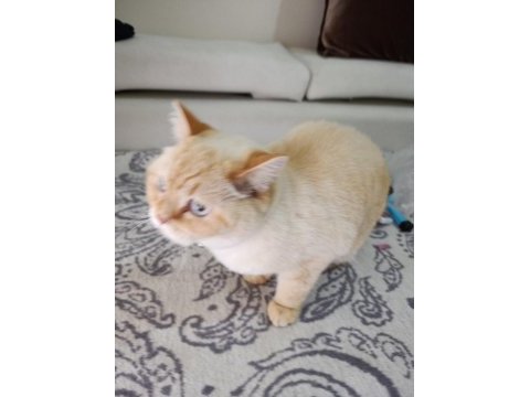 2 yaşında scottish fold