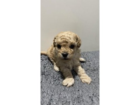 Apricot renk dişi poodle yavru 1 aylık