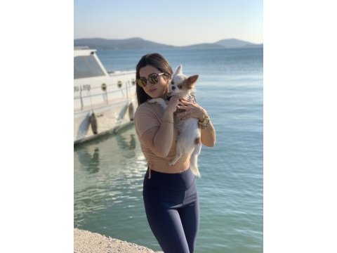 Oğluşuma gelin adayı arıyorum chihuahua