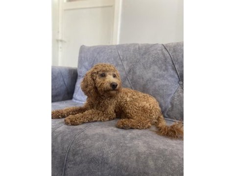 Kaliteli ırk garantili toy poodle