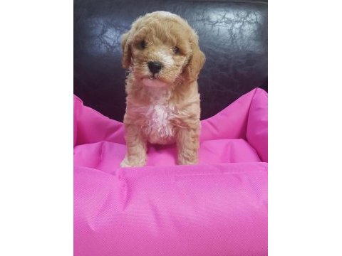 İnanılmaz güzellikte maltipoo yavrular