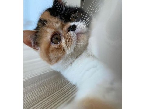 Exotic shorthair 5 aylık