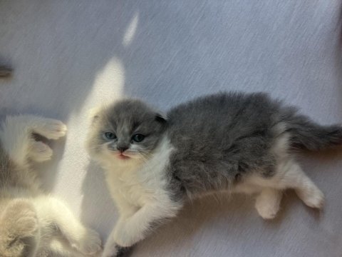 Bicolor nadir bulunan çift renk anne baba safkan kediler