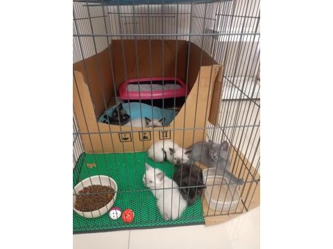 Blue point scottish fold yavrularımız eğitimleri tam