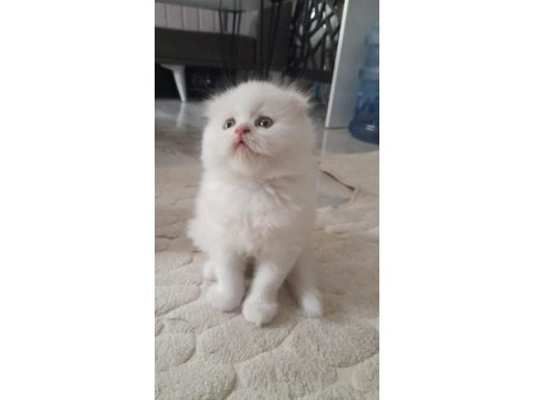 Scottish fold yavrumuz