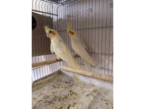 Garantili tkm lutino sultan papağanı