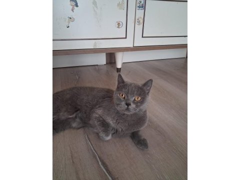 Dişi british shorthair