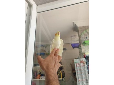 Lutino kırmızı göz sultan papağanı