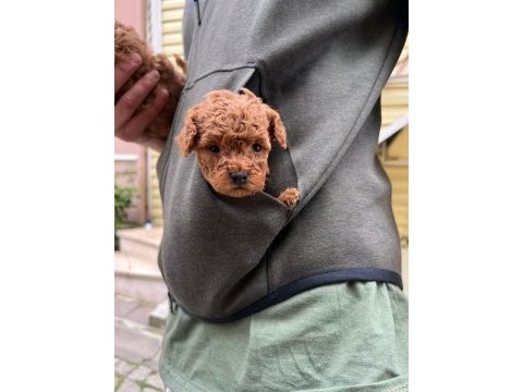 Tea cup evde büyüyen poodle bebeklerim