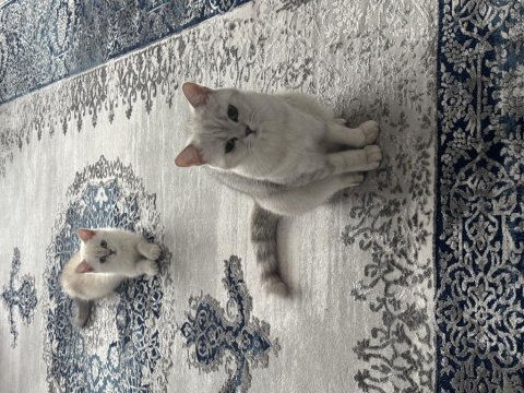 British longhair cins kedimiz