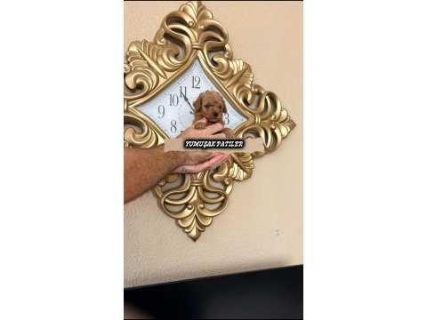 Orijinal toy poodle