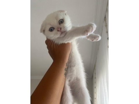 Scottish fold yavrular