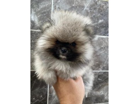 Pomeranian sevgililer gününe özel kampanya
