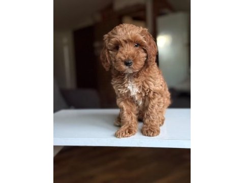2 aylık maltipoo yavrular