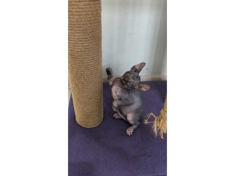 Sphynx home bebekler