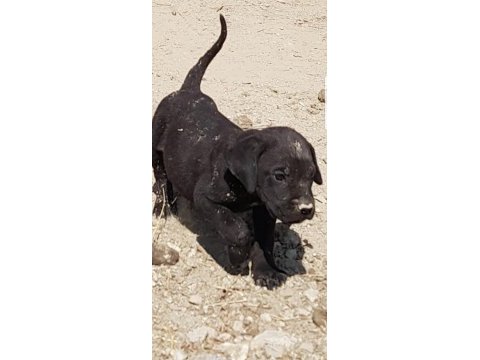 Safkan blue siyah erkek cane corso