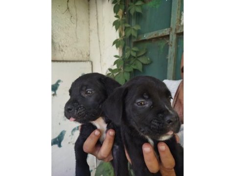 Cane corso köpekler