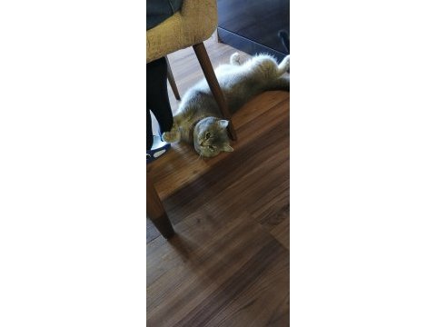British shorthair bulut için eş arıyorum