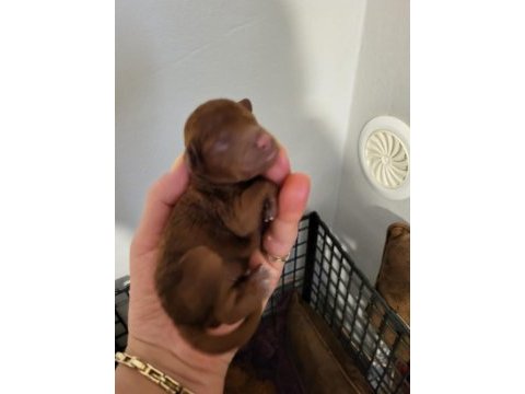 Koyu renk toy poodle bebekler rezerve ilanıdır