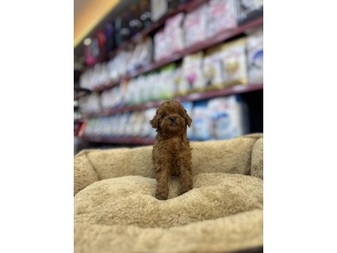 Toy poodle dişi yavrumuz teacup