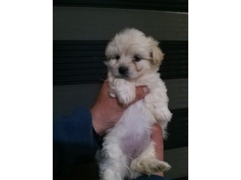 Mini boy maltipoo bebekler