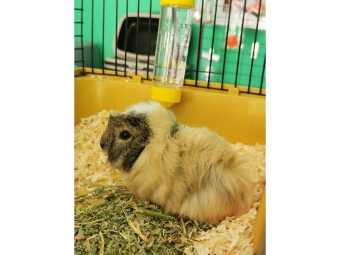 Her renkten guinea pig bebeklerim mevcut