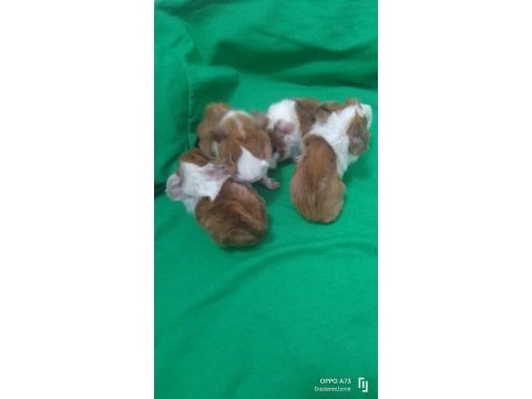 Peruvan stlie özel ırk ginepig