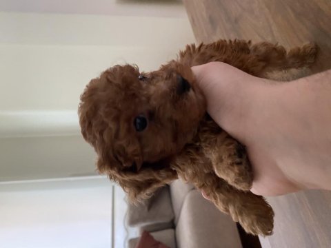 Erkek toy poodle