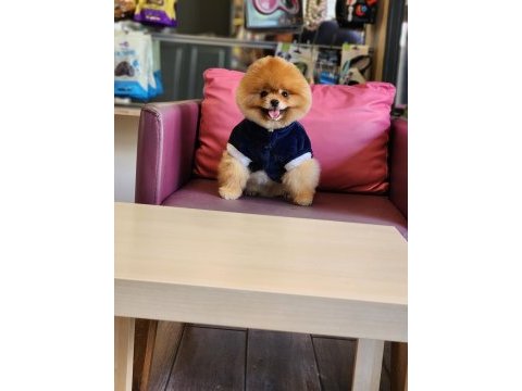 A kalite ayı surat pomeranian boo