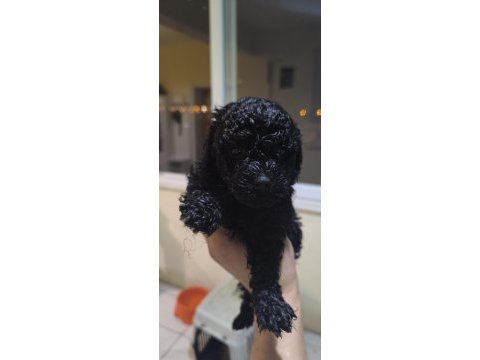 Bebek köpeklerim siz yeni ailesiyle tanışmaya hazır
