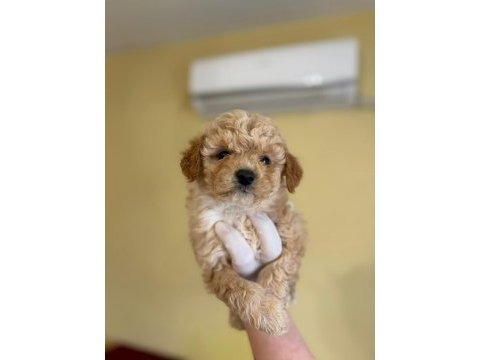 Yumoş yumoş maltipoo şirinler yuvalarını arıyor