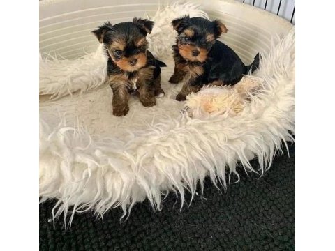 Minnoş yavru köpekler