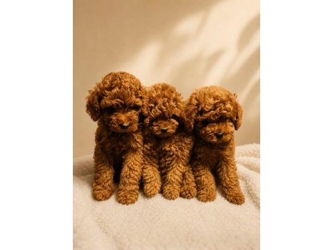 2 erkek 1 dişi toy poodle izmir
