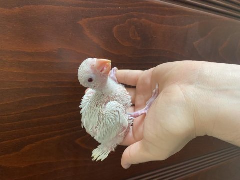Bebek pakistan papağanı yavruları