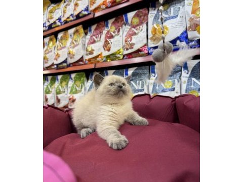 British shorthair bluepoınt yavruları