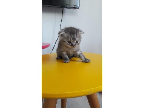 Yavru kedilerimiz sahiplendirilecektir