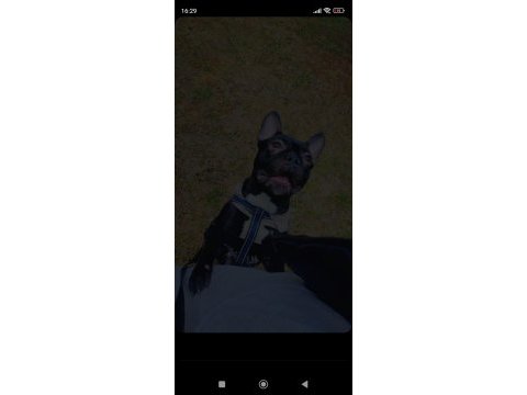 Erkek french bulldog