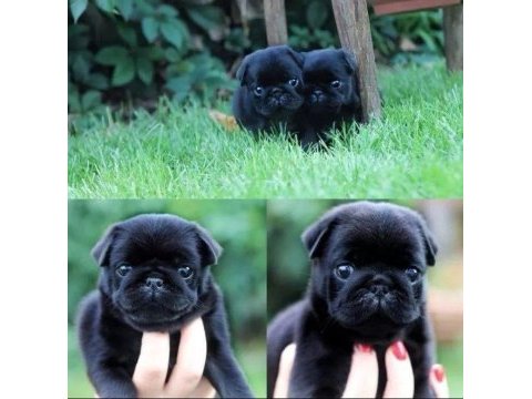 Gül kuyruk hamburger pug mobs yavrularım