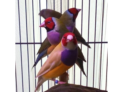 Gouldian finch (gökkuşağı ispinozu)