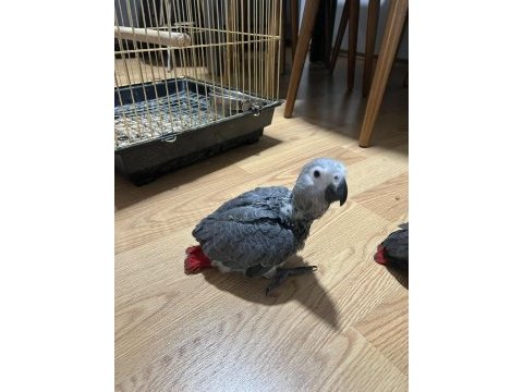 Yeme düşmüş bebek jako