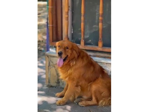 A scrli erkek evde bakılabilir kapıda ödemeli golden
