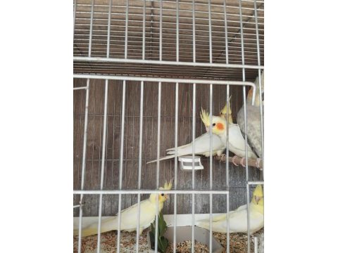 Sultan papağanı 2 aylık