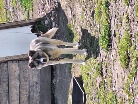 Türk akita