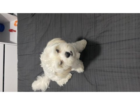 Maltese terrier 8 aylık