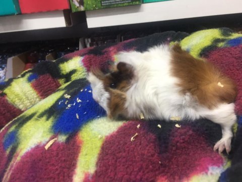 Guinea pig ler geldi