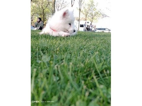 Yakışıklısın dan erkek samoyed