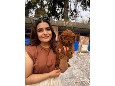 Kıvır kıvır kore poodle bebekler